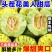燕店花美人甜瓜花蕾甜瓜莘县香瓜玉菇绿宝甜瓜产地电商供货