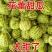 燕店博洋9号甜瓜玉菇甜瓜绿宝甜瓜香瓜实力供货产地直销