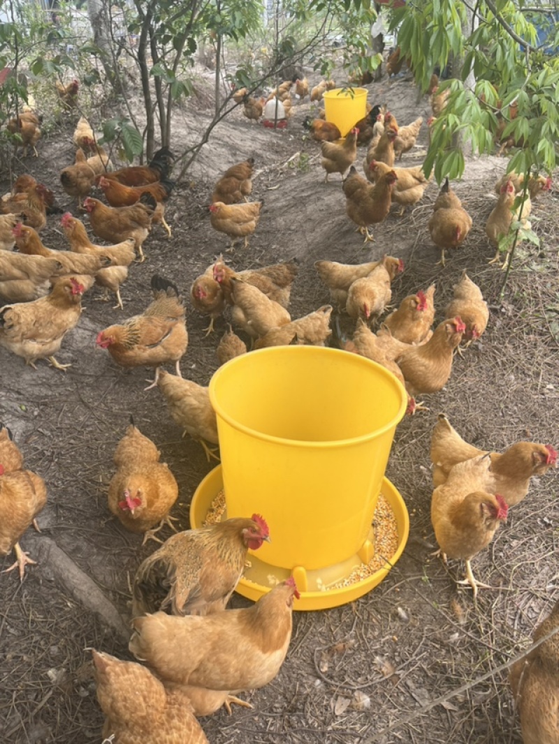 正宗散养走地鸡，肉质鲜嫩紧实。