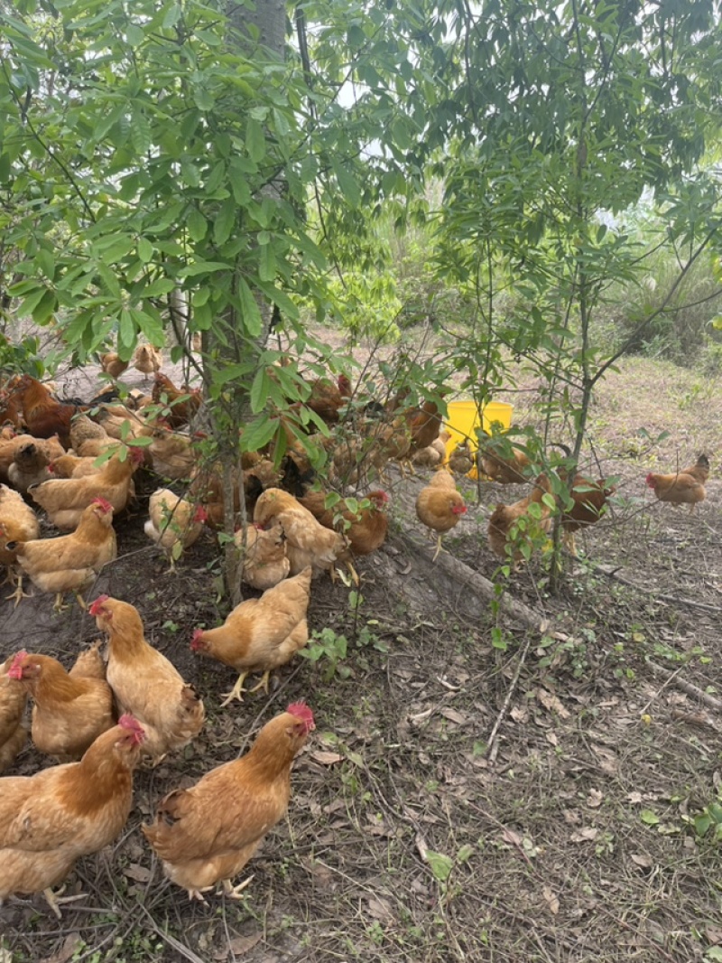 正宗散养走地鸡，肉质鲜嫩紧实。
