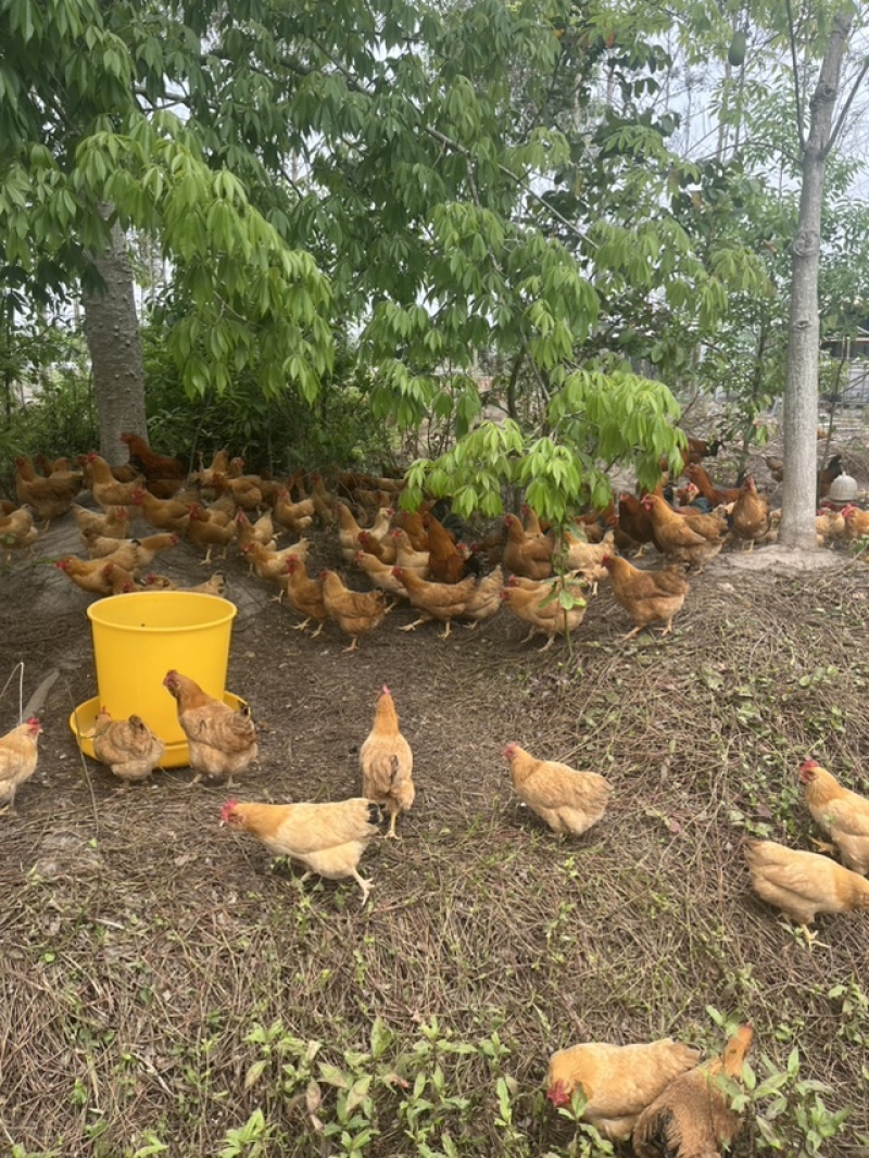 正宗散养走地鸡，肉质鲜嫩紧实。