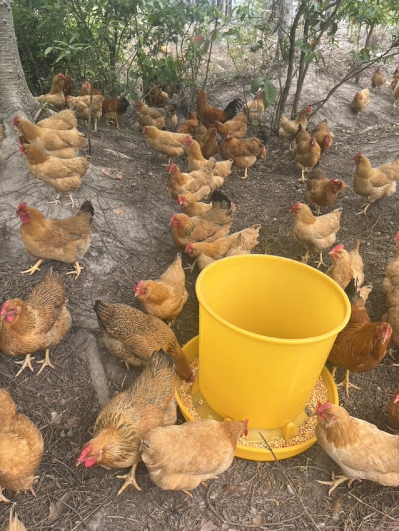 正宗散养走地鸡，肉质鲜嫩紧实。