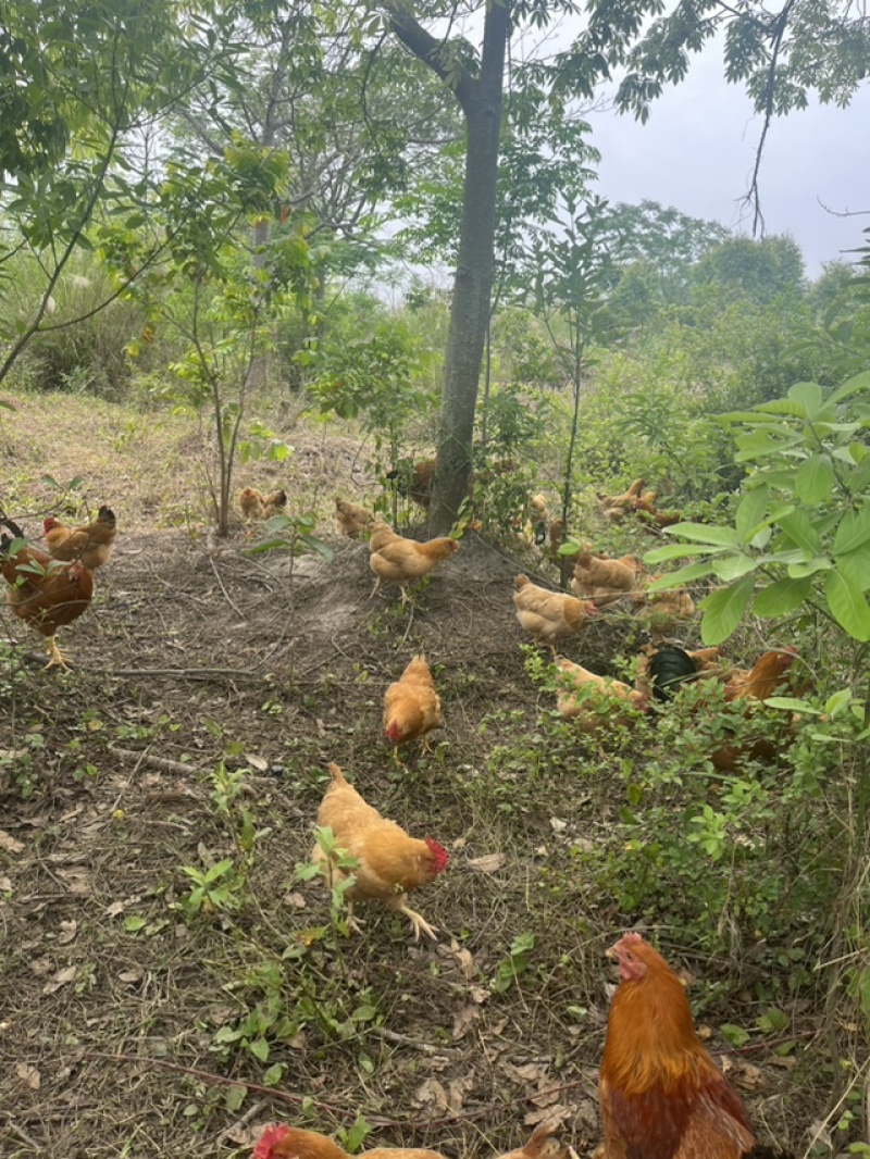 正宗散养走地鸡，肉质鲜嫩紧实。