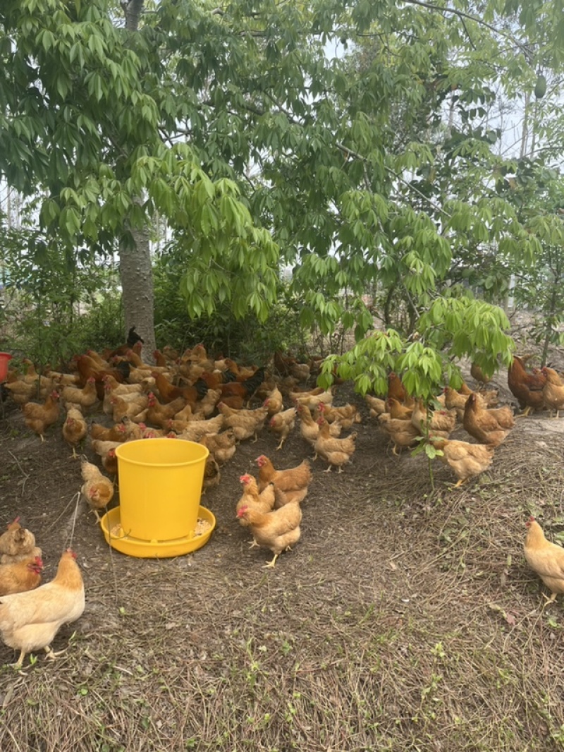 正宗散养走地鸡，肉质鲜嫩紧实。