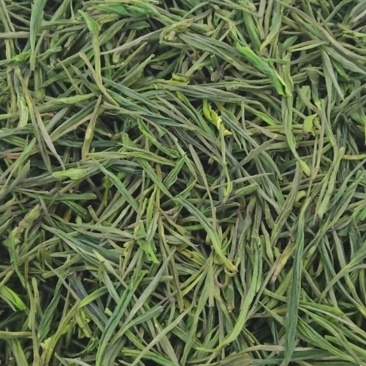 安吉白茶遂昌白茶毛峰茶大量供应可视频看货一手货源