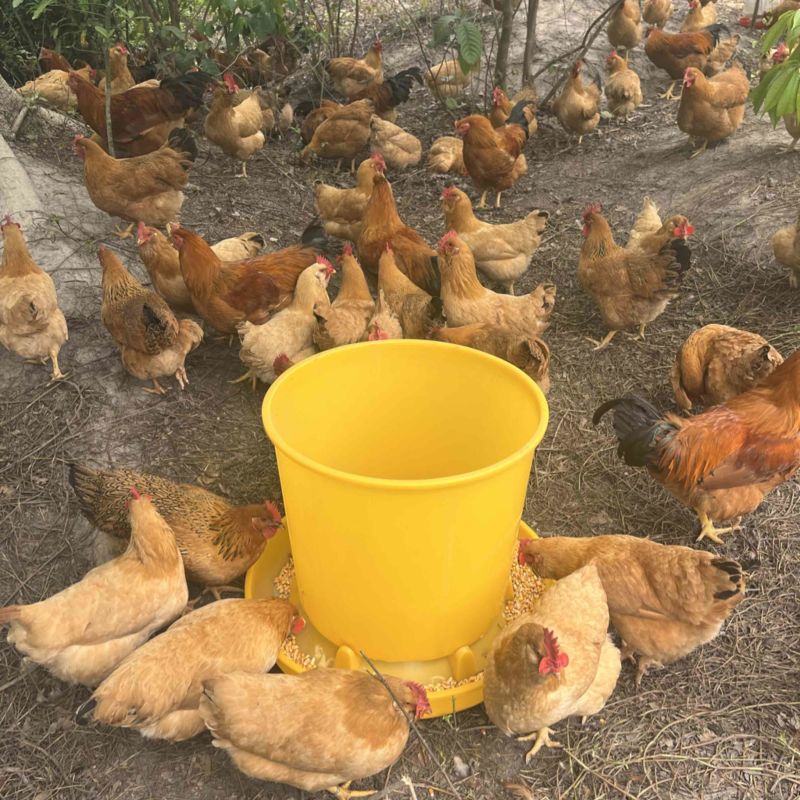 正宗散养走地鸡，肉质鲜嫩紧实。