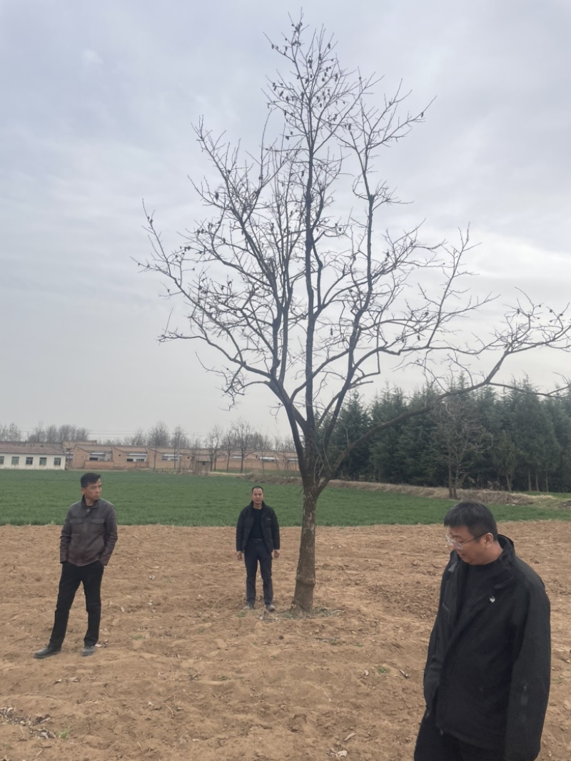 直径20-30公分柿子树，高杆，高分枝柿子树