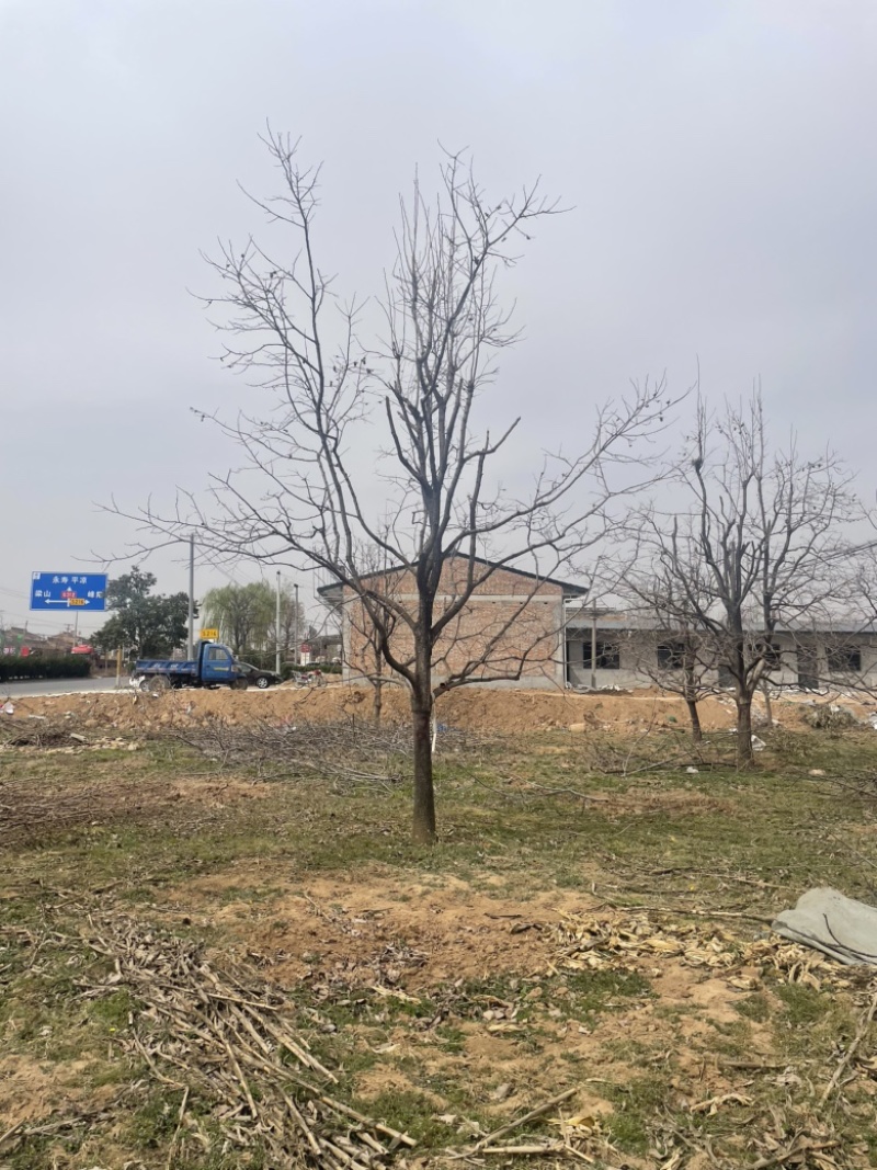 直径20-30公分柿子树，高杆，高分枝柿子树