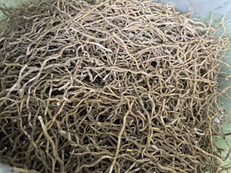 浙江品种（西双版纳产地直销）石斛干条饱满，胶好，化渣