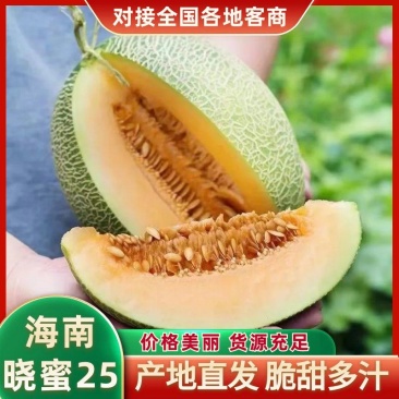【精选】晓蜜25海南哈密瓜产地批发爆甜多汁视频看货