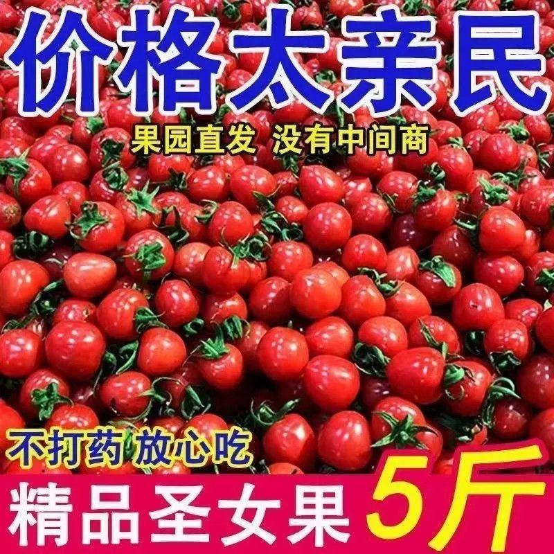 山东千禧贝贝釜山88圣女果青田2号青甜圣女果产地实力代办