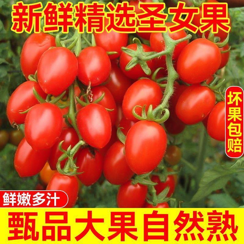 山东千禧贝贝釜山88圣女果青田2号青甜圣女果产地实力代办
