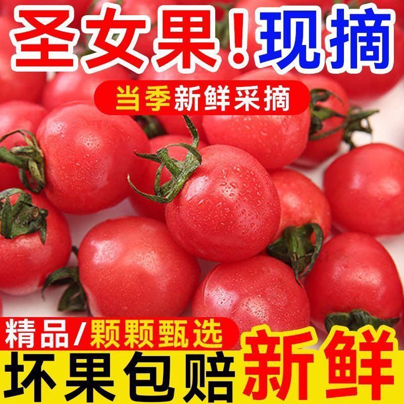 山东千禧贝贝釜山88圣女果青田2号青甜圣女果产地实力代办