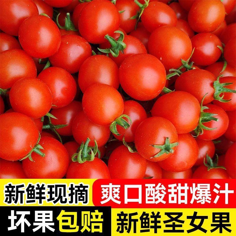 山东千禧贝贝釜山88圣女果青田2号青甜圣女果产地实力代办