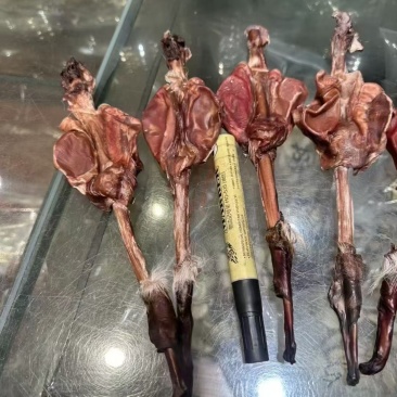 鹿鞭，有干有鲜，原产地发货，多大克数都有，可以大量供货