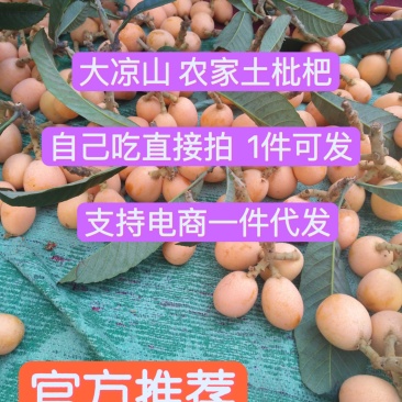 四川大凉山农家枇杷五星枇杷自己吃直接拍可发支持一件带发