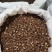 红丹参山东丹参粒大颗粒常年有大货量大从优