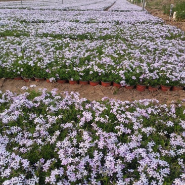芝樱（福禄考）