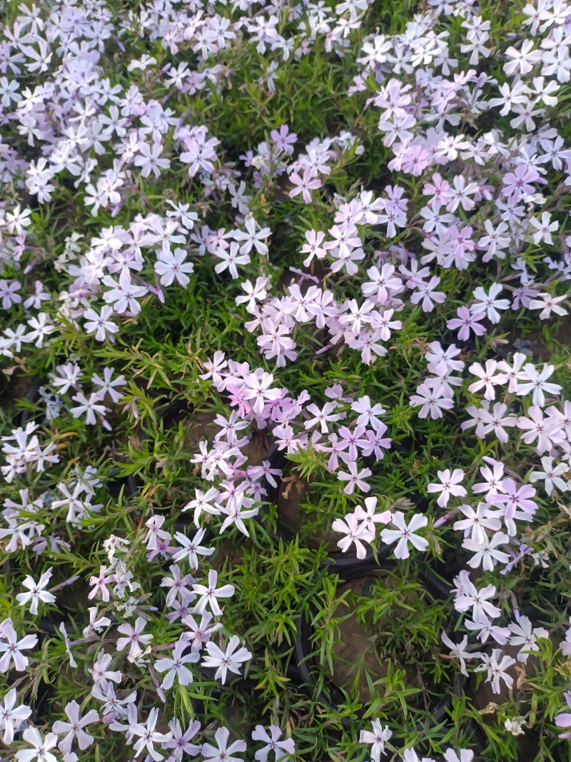 芝樱（福禄考）