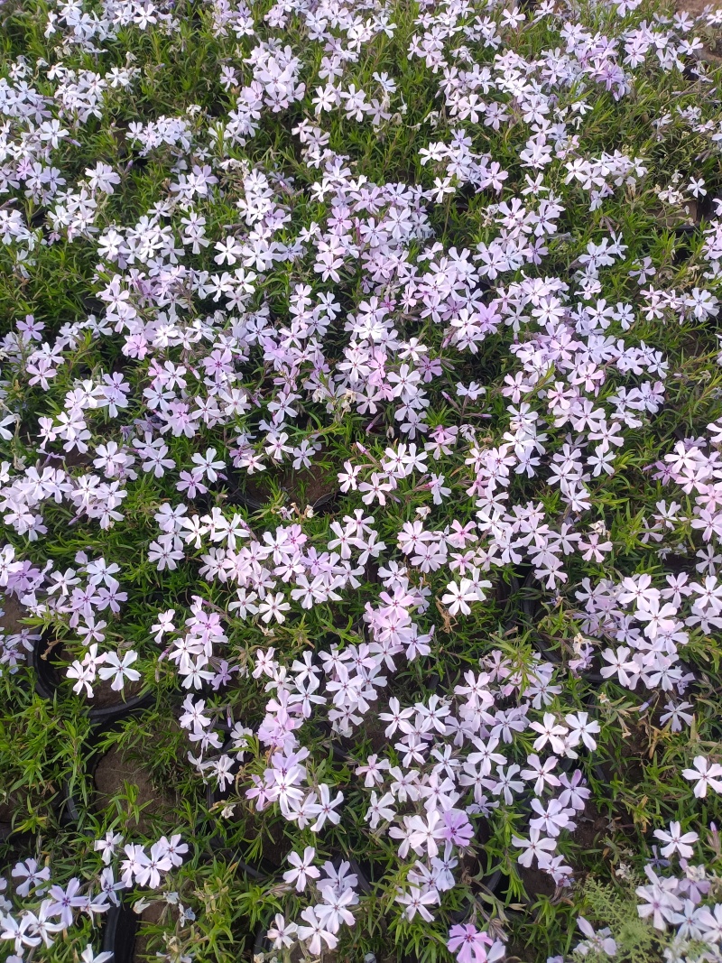 芝樱（福禄考）