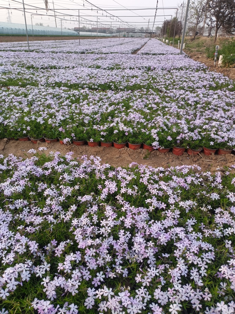 芝樱（福禄考）
