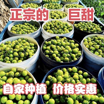 山东青甜2号蜜果圣女果千禧青口蜜小番茄一条龙服务实力供货