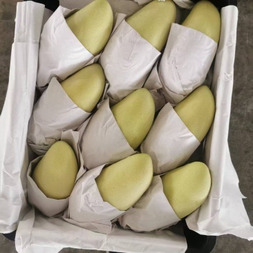 金黄芒