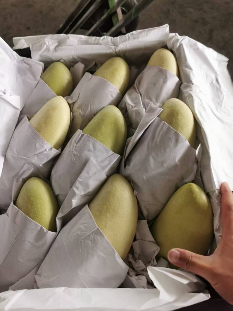 金黄芒