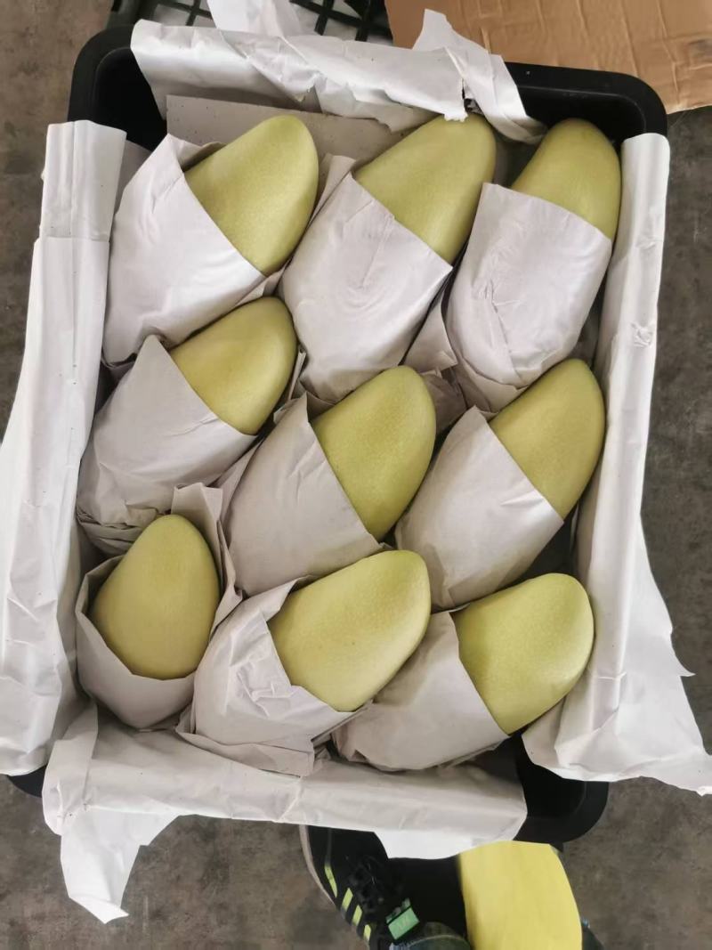 金黄芒