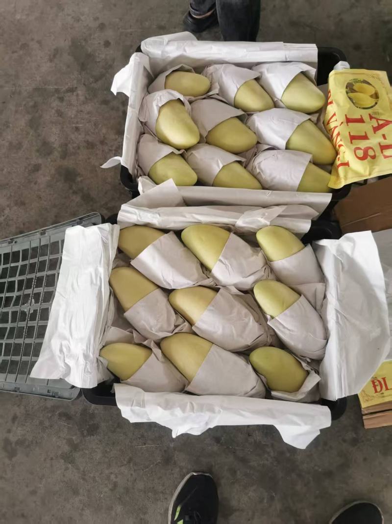 金黄芒