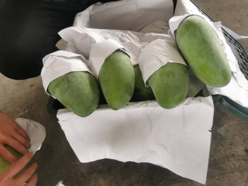 大青芒产地直发，一手货源，一件代发，一件带筐60斤