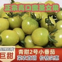 莘县青田2号青甜圣女果青口蜜果绿色小番茄小柿子专业代办
