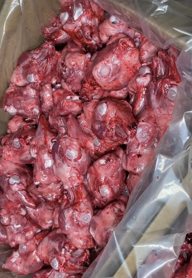 精品兔头山东发货品质保证诚信经营欢迎选购