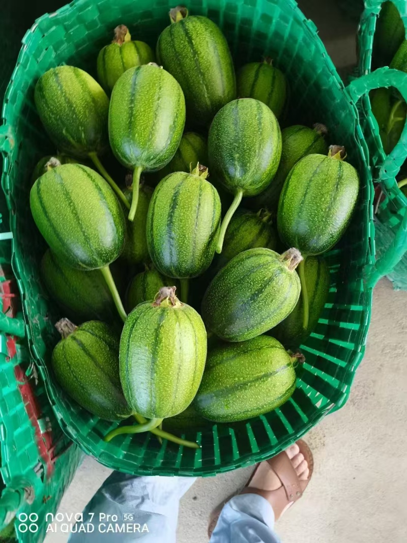 精品苹果丝瓜