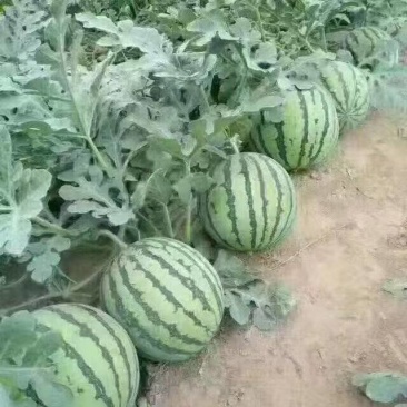 美都西瓜承接各大商超，欢迎咨询，可视频看货实力代发全国