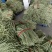 白豆角，大量上市，支持市场，超市，平台！！！