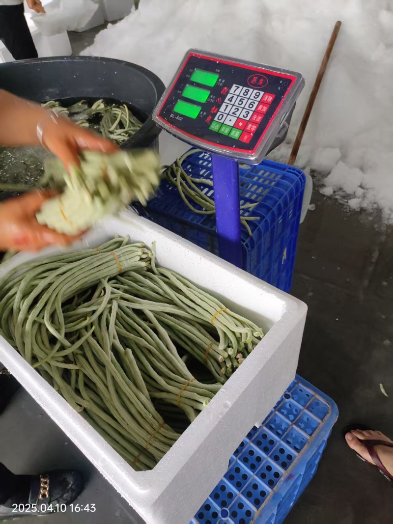 白豆角，大量上市，支持市场，超市，平台！！！