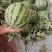 美都西瓜头茬无籽大量有货承接各大商超及电商欢迎咨询