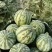 美都西瓜头茬无籽大量有货承接各大商超及电商欢迎咨询