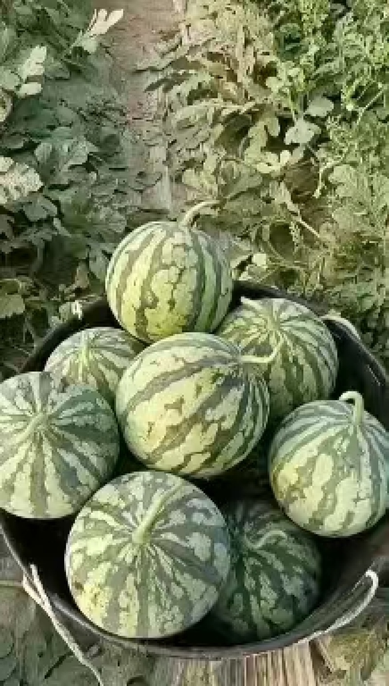 美都西瓜头茬无籽大量有货承接各大商超及电商欢迎咨询
