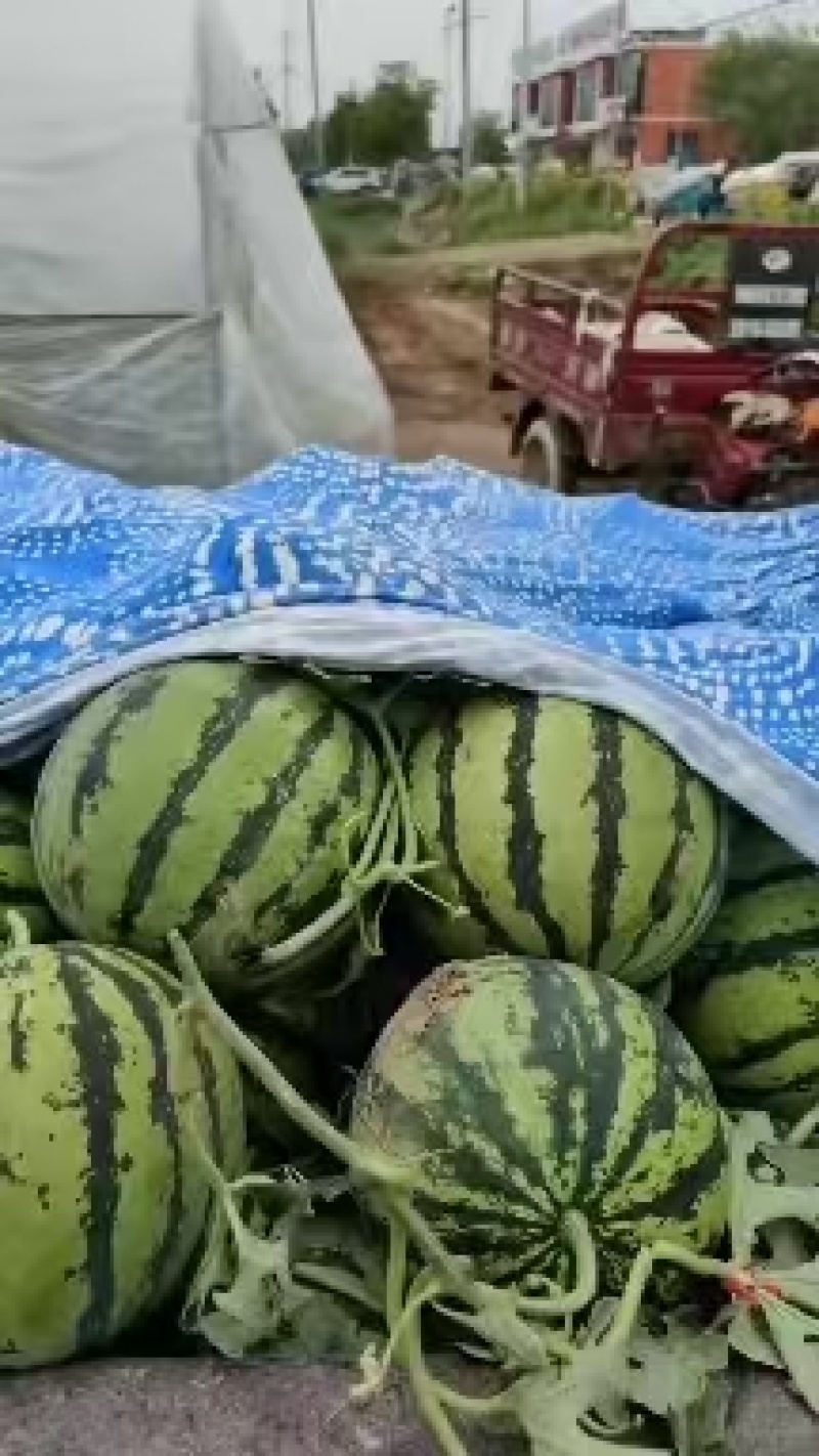 美都西瓜头茬无籽大量有货承接各大商超及电商欢迎咨询