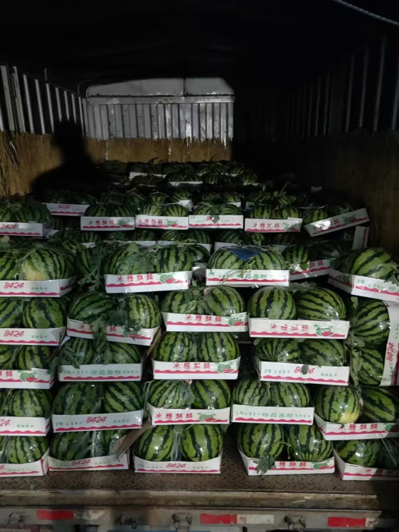 美都西瓜头茬无籽大量有货承接各大商超及电商欢迎咨询