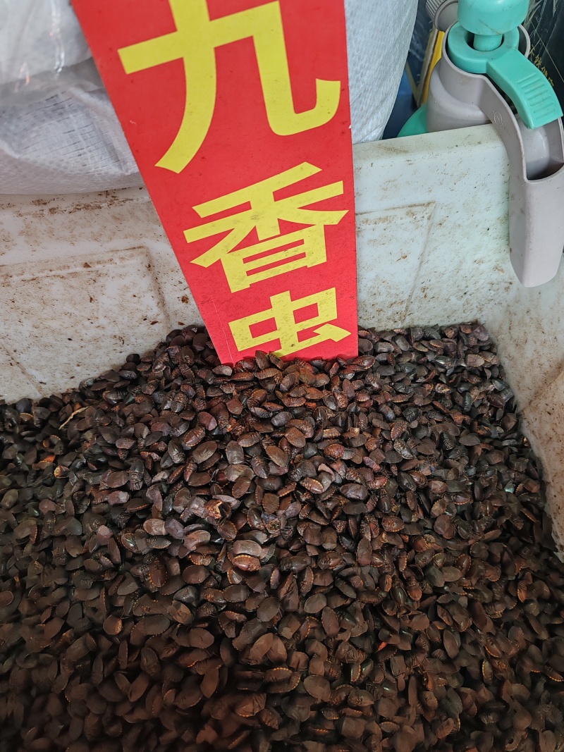九香虫中药材九香虫产地直销正品九香虫