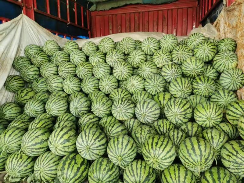84美都西瓜一手货源看货，诚信经营可视频看货