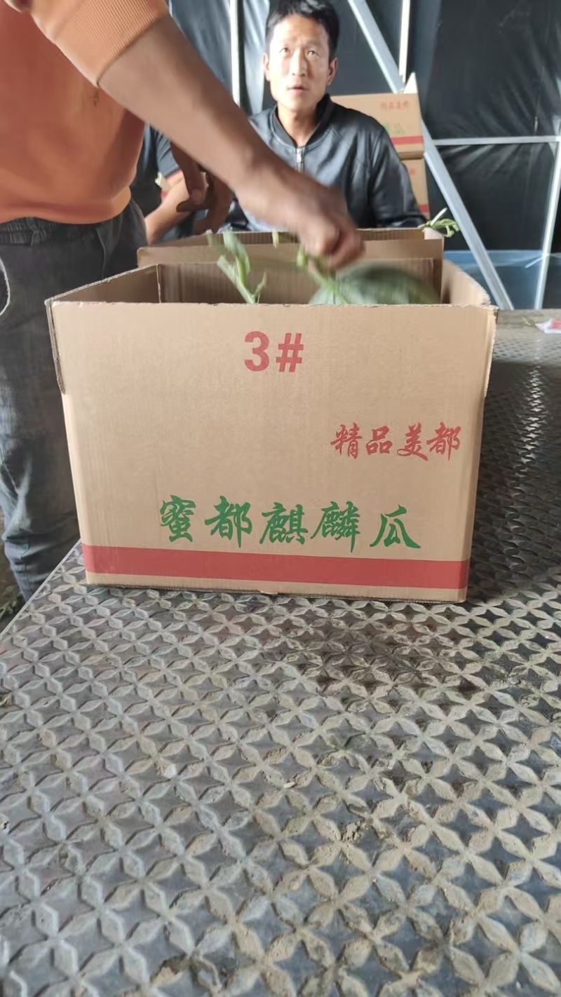 84美都西瓜一手货源看货，诚信经营可视频看货