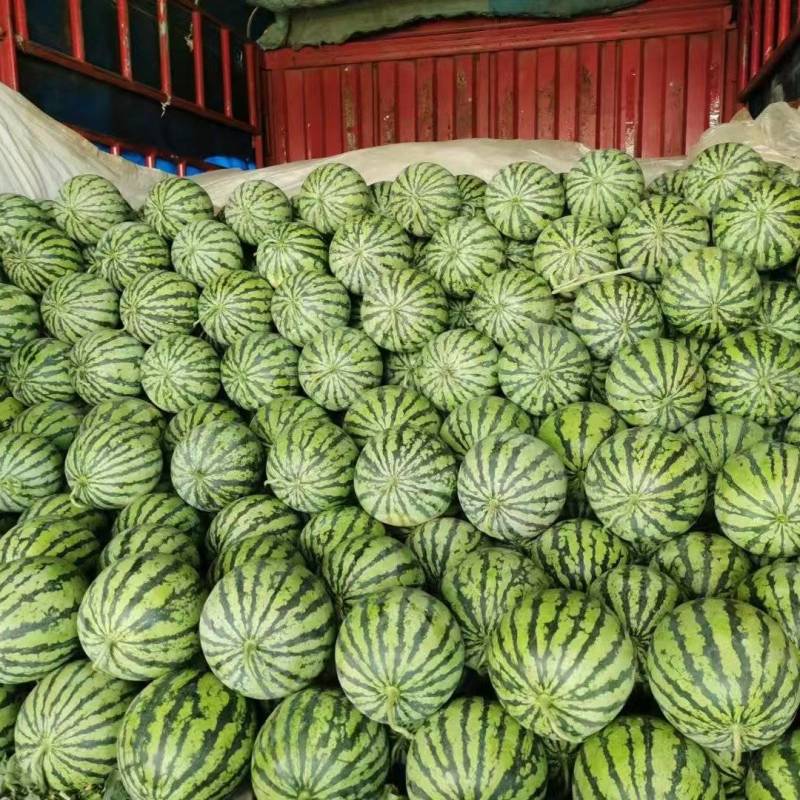 美都84西瓜量大从优产地直供对接全国商超，诚信经营