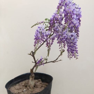紫藤花苗《这是一个**的紫藤花品种，四季紫藤花》
