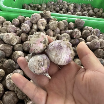汉源紫皮独蒜