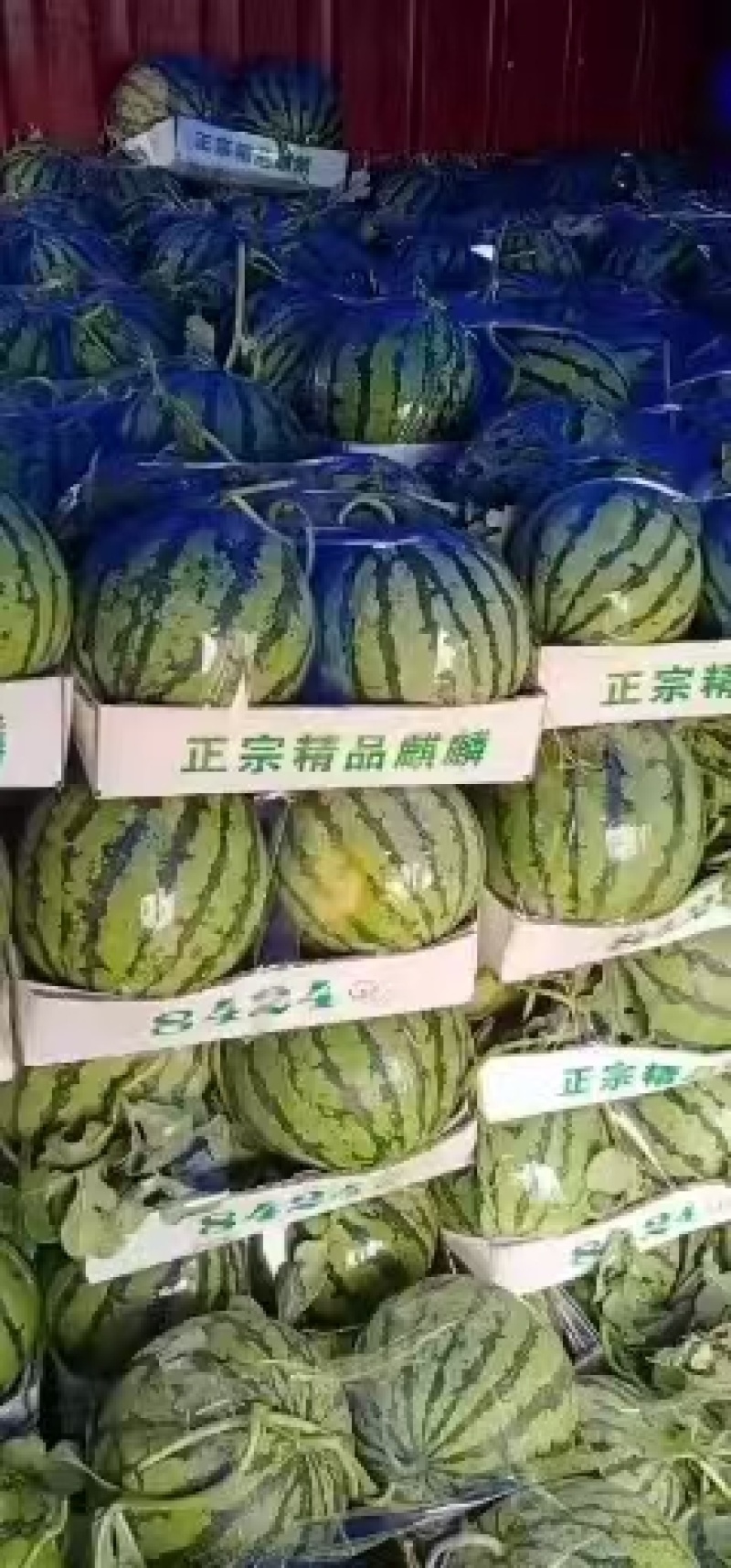 美都84西瓜量大从优产地直供对接全国商超，诚信经营