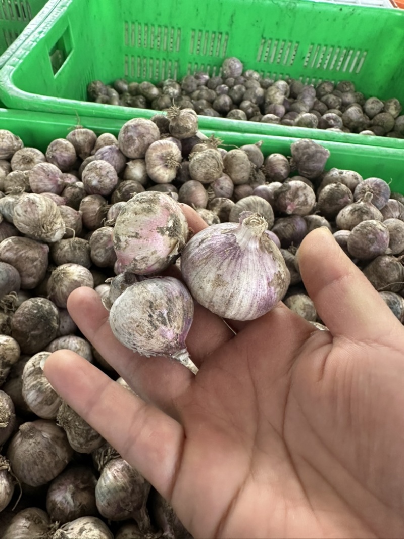 汉源紫皮独蒜